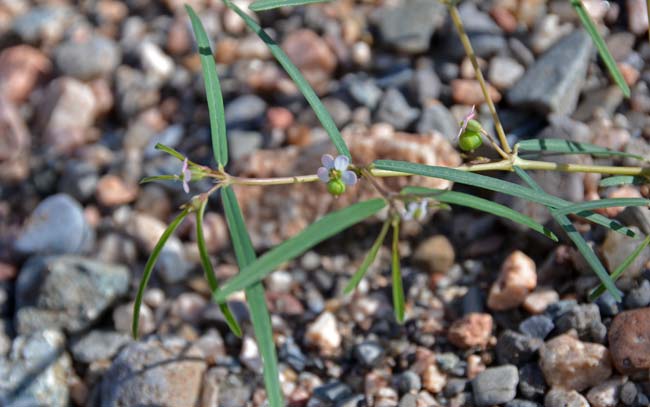 Chamaesyce florida, Chiricahua Mountain Sandmat, Southwest Desert Flora<